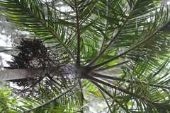 Bentinckia condapanna